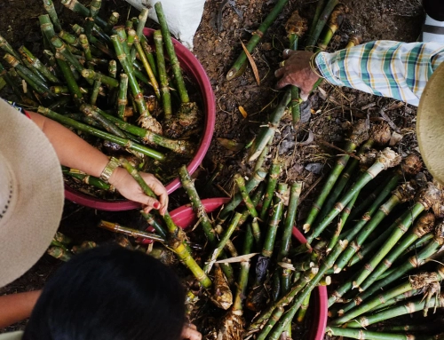Is Bamboo Truly Green?